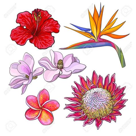 Related Image Flower Drawing Flower Illustration Hawaiian Flower Drawing