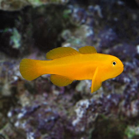Clown Goby Yellow Saltwater Aquarium Fish For Marine Aquariums