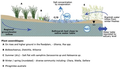 Conceptual Model Of Coastal Salt Marsh Ecological And Hydrological