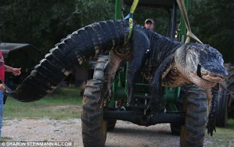 Fully Intact Female Deer Found In Belly Of Alligator Caught In Alabama
