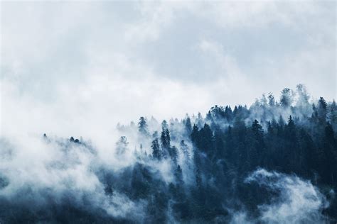 Free Photo Green Pine Trees Covered With Fogs Under White Sky During