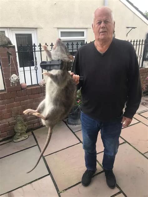 Man Finds 18 Inch Rat The Size Of A Baby In His Back Garden