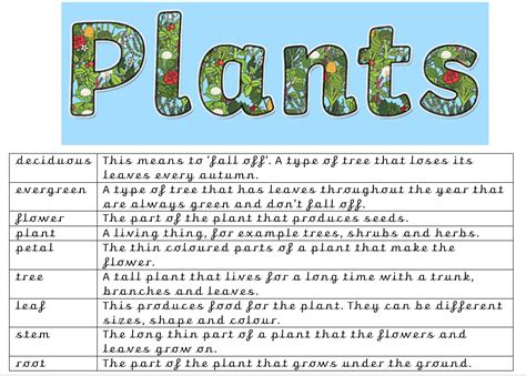 Plants Moortown Primary School Leeds