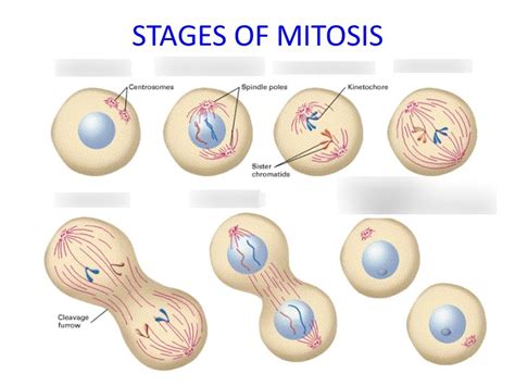 Phases Mitosis Process Diagram Arocreative