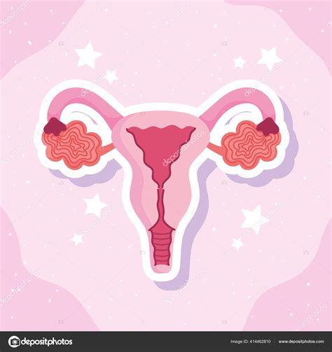 Female Human Reproductive System Biology Scheme Stock Vector By ©stockgiu 414462810