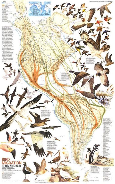 Embedded Bird Migration Bird Migration Map Scientific Illustration