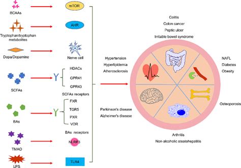 Targets Of Gut Microbiota Metabolites And The Diseases Related To These