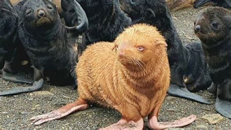 Rare Albino Seal Born In Russia Named Ugly Duckling For Its Features