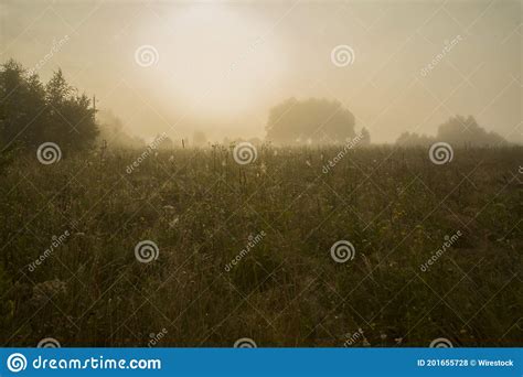 Meadow With Trees On A Foggy Day Stock Photo Image Of Overcast Lawn