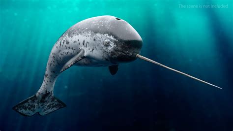 Narwhal In 2020 Jumping Poses Narwhal Animal Science