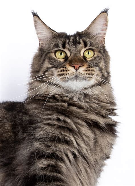 Mainelynx Big Boss Maine Coon Mâle Black Silver Ticked Tabby