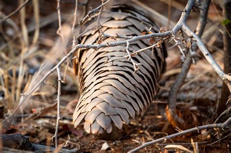 Also known as the scaly anteater, a pangolin's body is largely covered in scales made up of keratin—the same material as human fingernails. Collection of Photos of Pangolin Sightings in the Greater ...