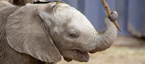 Howletts Wild Animal Park Welcomes Birth Of New Born Elephant Insidekent