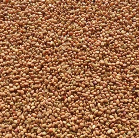 3000 Yellow Sweet Clover Melilotus Officinalis Flower Seeds Etsy