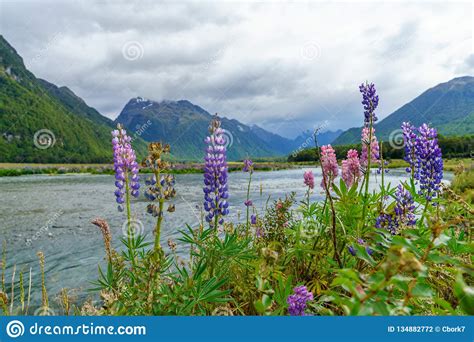 Meadow With Lupins On A River Between Mountains New Zealand 58 Stock