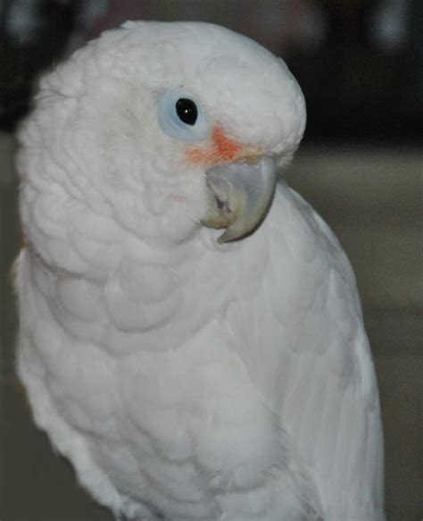 Although the goffin's cockatoo is slightly more independent than other cockatoos, they still need a lot of attention. Sleepy Goffin Cockatoo | Cockatoo | Pinterest