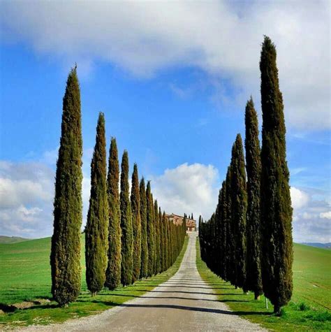 Most cypress trees are moderate to low watering trees once established. Tuscany Gladiator | Italy landscape, Tuscany, Tuscany italy