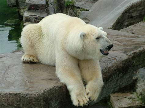 Polar Bear Free Photo Download Freeimages