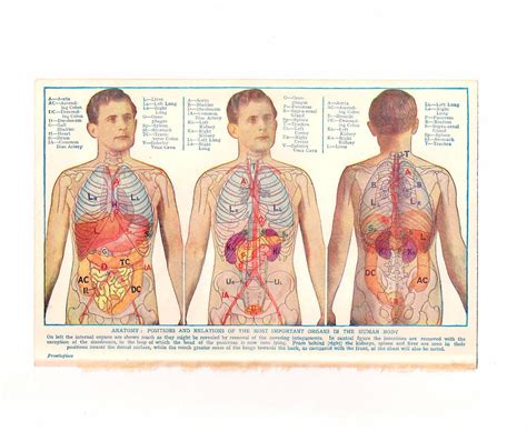 Internal Organ Chart Human Body