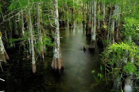 Cypress Trees In The Everglades Photograph By Raul Touzon