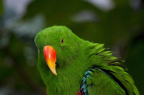 San Diego Zoo Eclectus Parrot By Thezygo On
