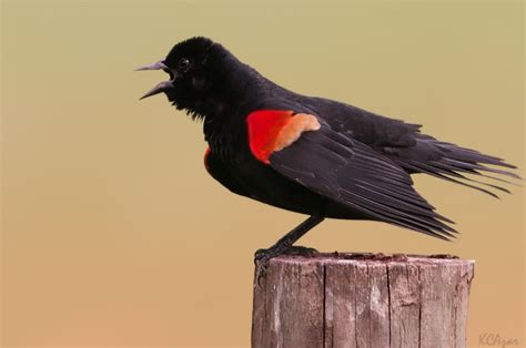 Red Winged Blackbird — Madison Audubon