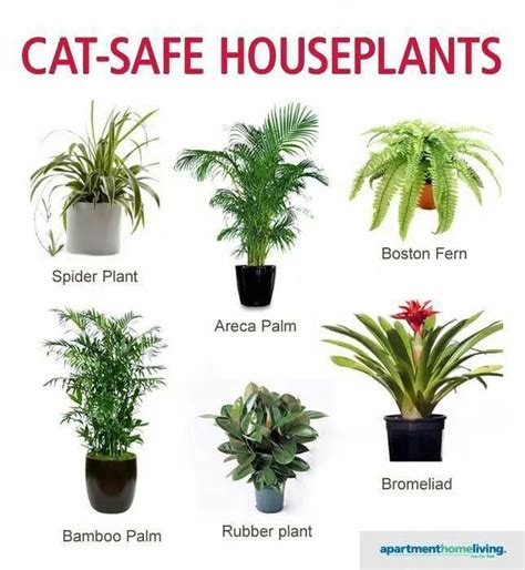 Pet Friendly Plants And Toxic Plants To Pets With Images Safe House