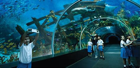 Primary School Tours And Programmes Sea Aquarium