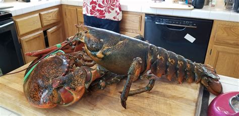 15 Pound Lobster Edel Alon