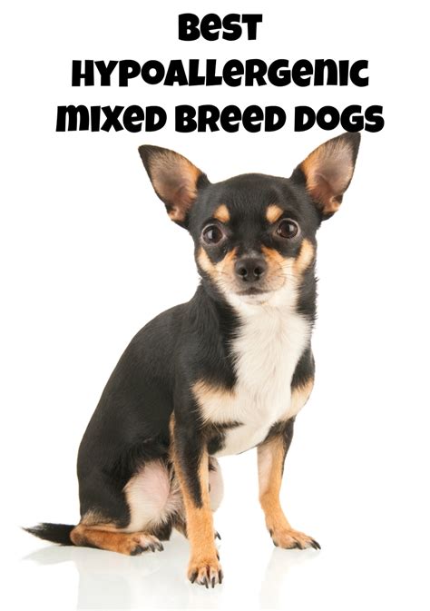 Best Mixed Breed Hypoallergenic Dogs Dog Vills