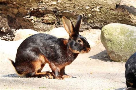 Quante Razze Di Conigli Ci Sono Nel Mondo Aggiornamento 2023 Smart