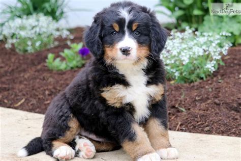 Special Bernese Mountain Dog Puppy For Sale Near Lancaster