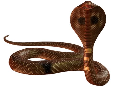 Cobra Snake Png Picture Png Mart