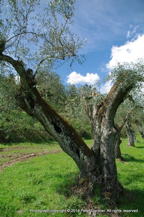 Centenarian Olive Trees Growing On The Quinta Nr Mirandela Flickr