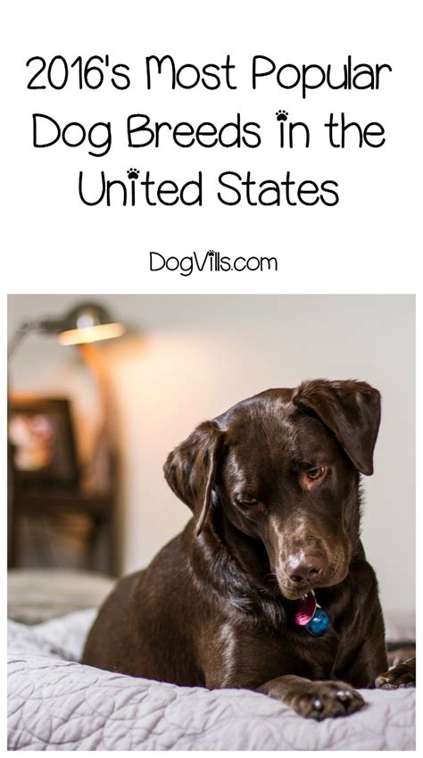 The 2016 Most Popular Dog Breeds In The United States Has Been