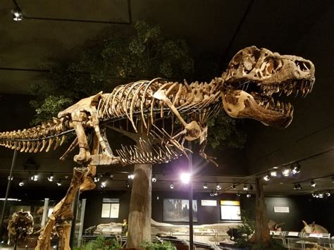 You can also look at abbreviations and acronyms with word cotr in term. Museum of the Rockies offering free admission for Museum Day