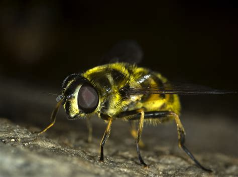 Hoverfly Fly Insect Bug Macro Nature Wildlife 4k Hd Wallpaper