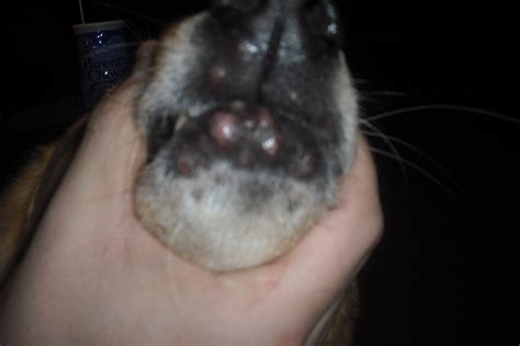 Swelling In The Face In Dogs Definition Cause Solution Dog Breeds Picture
