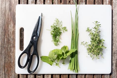 How And When To Prune Your Herbs Herbs At Home