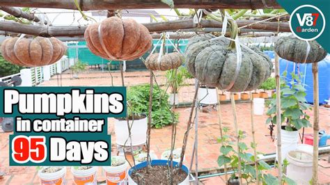 How To Grow Pumpkins In Container From Seed To Harvest Youtube
