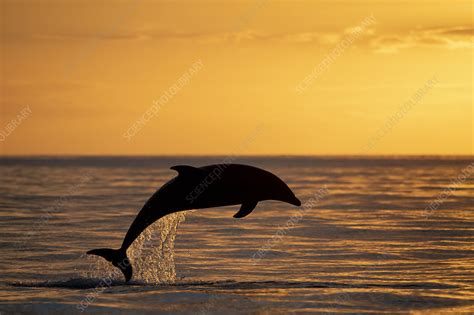 Bottlenose Dolphin Jumping At Sunset Stock Image C0519900