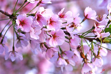 Cherry Blossom Images Baltana