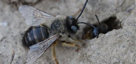 Ground Bees Appearance Common Traits And Behavior Beehivehero