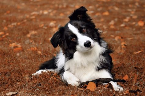 The Ultimate Guide To Understanding Border Collies Characteristics