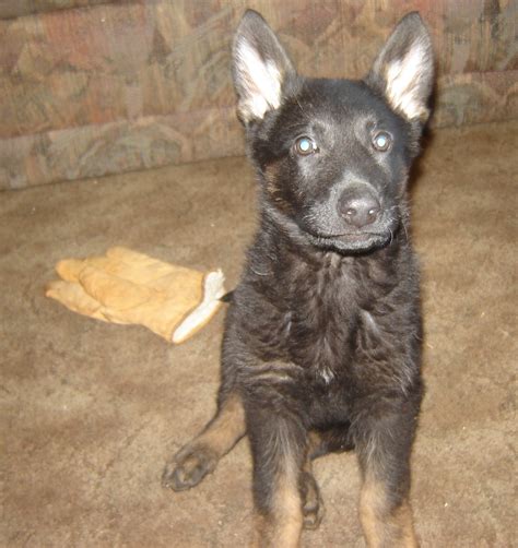 Filegerman Shepherd Puppy After Chewing Up A Glove