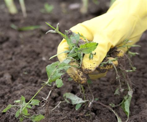How to get rid of weeds without using chemical. Five Cheap DIY ways to Kill Home and Kitchen Garden Weeds