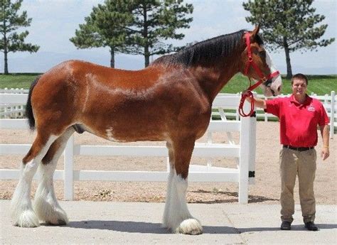 26 Pictures Of Clydesdales Information Smallhorsestabledesigns