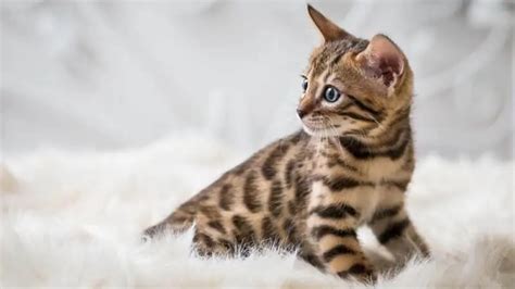 Mengenal Karakteristik Kucing Bengal Corak Bulunya Mirip Harimau