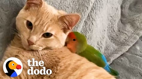 Cat Is Obsessed With His Tiny Love Bird The Dodo Odd Couples Youtube