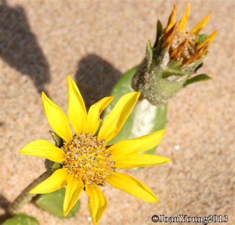 They are very easy to grow and have brilliant colors. Natures World of Wonder: Dune Gazania (Gazania rigens ...